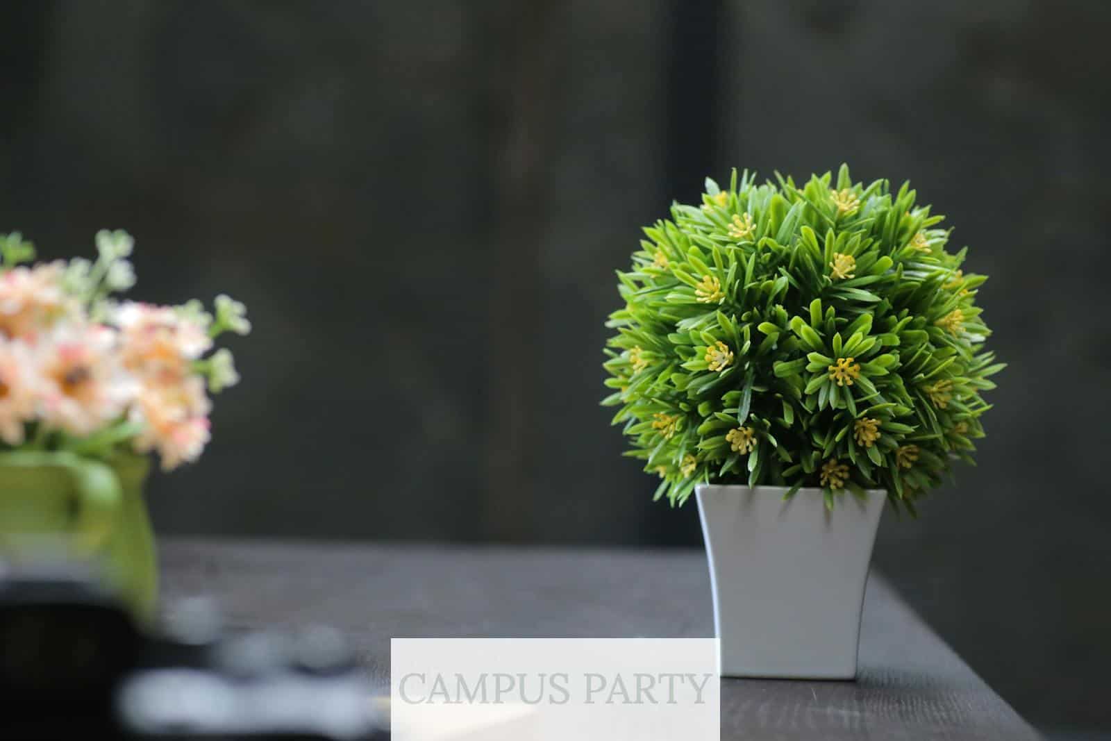 Plantas para gatos