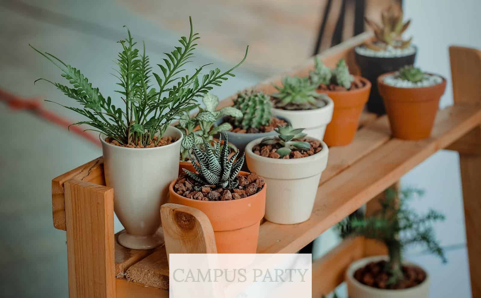 Plantas aptas para gatos